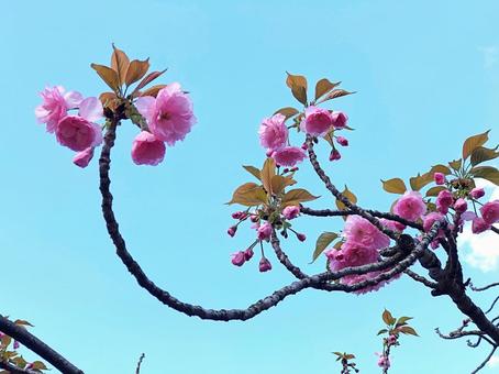桜と空3 桜,花,ピンク色の写真素材