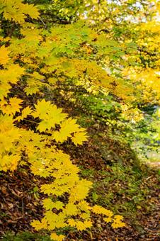 北海道　大沼国定公園　秋の風景 北海道,大沼,函館の写真素材