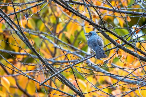 ヒヨドリ(36)の写真