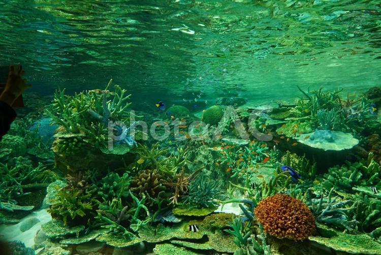 水槽の中【名古屋港水族館】 水族館,熱帯魚,魚の写真素材