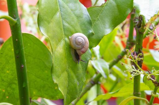 カタツムリの写真