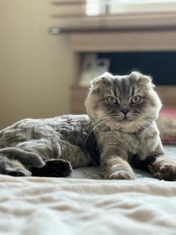ベットの上の猫 ベットの上の猫 猫,ペット,スコティッシュフォールドの写真素材