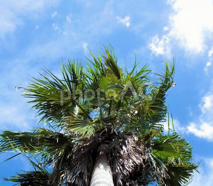 ヤシの木と綺麗な青空 ヤシの木,ヤシ,熱帯植物の写真素材