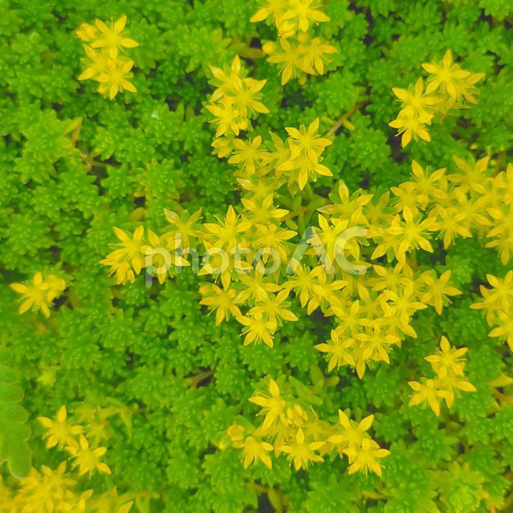 星型の花の咲いたセダム　多肉植物の背景　 花,星型,植物の写真素材