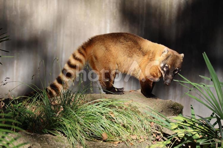 こちらを見るアカハナグマ アカハナグマ,アライグマ,動物の写真素材