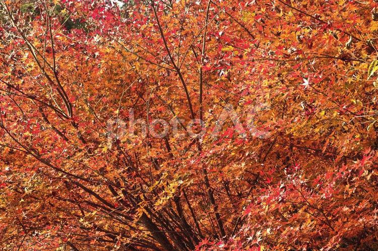 自然の優雅さ：もみじの木の調べ 撮影スポット,撮影,旅の写真素材