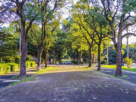 【福岡県】北九州市・桃園公園 桃園公園,並木,北九州市の写真素材