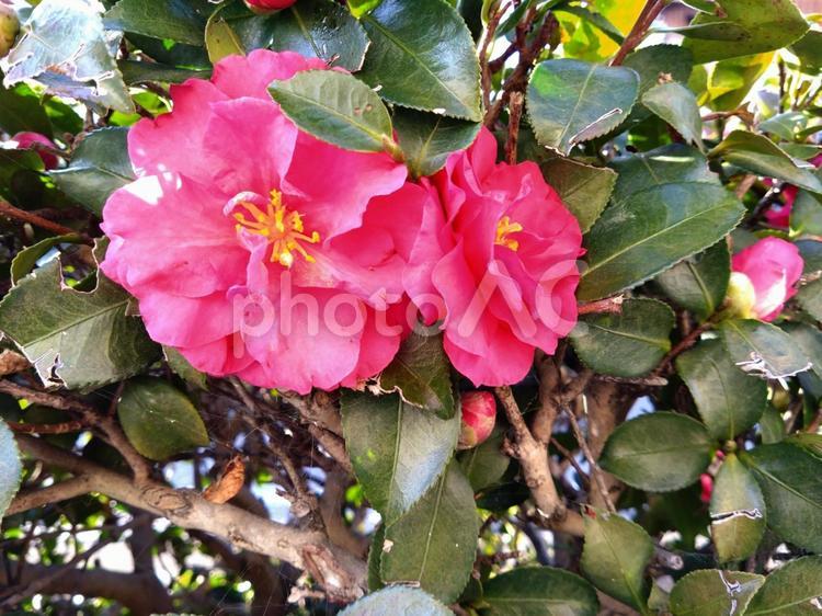 椿の花　その一 椿,花,つぼみの写真素材