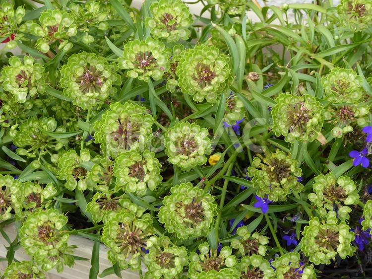 グリーンのグラデーションが美しい花 多年草,緑,花の写真素材