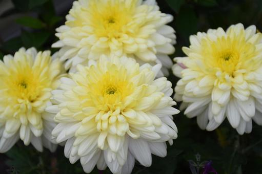 菊 花,植物,キクの写真素材