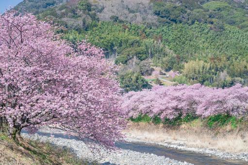 河津桜並木 河津桜,伊豆稲取,桜の写真素材