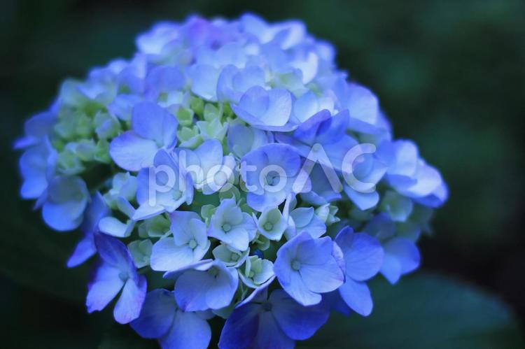 庭に咲いた紫陽花（咲き始め）　５ 庭,アジサイ,紫陽花の写真素材