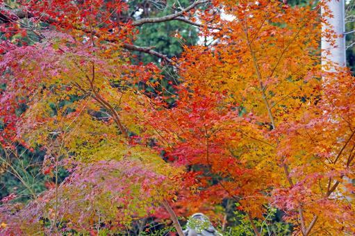 紅葉 紅葉の写真