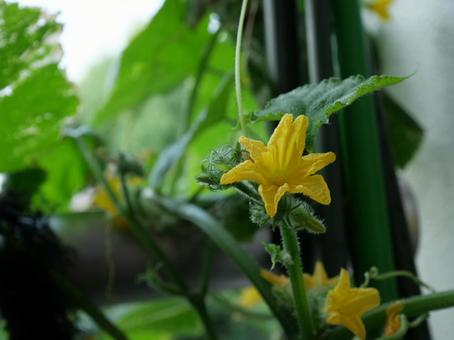 きゅうりの花 きゅうりの花 きゅうり,花,黄色の写真素材