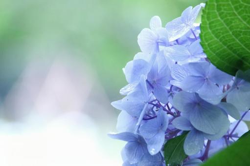 雨に濡れる紫陽花 雨に濡れる紫陽花の写真