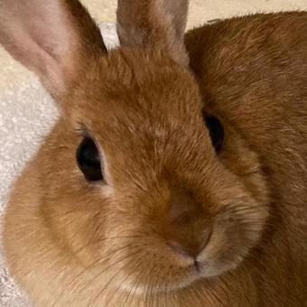 うさぎの正面顔 うさぎ,ウサギ,かわいいの写真素材