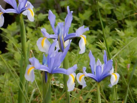 Photo, dutch iris, iris, iridaceae, 