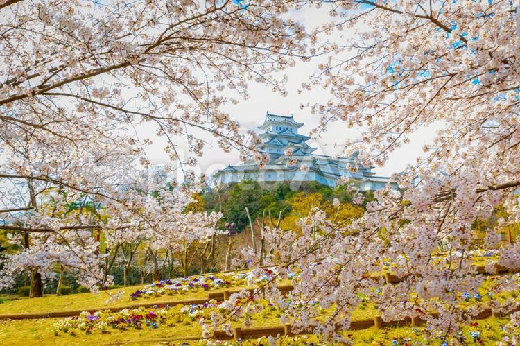 姫路城と桜 姫路城,城,日本の城の写真素材