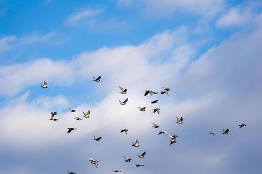空を飛ぶキジバトの群れ 鳥,空,ハトの写真素材