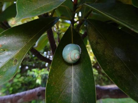 アオミオカタニシの写真