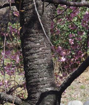 Cherry Blossom 'Kawazuzakura', JPG