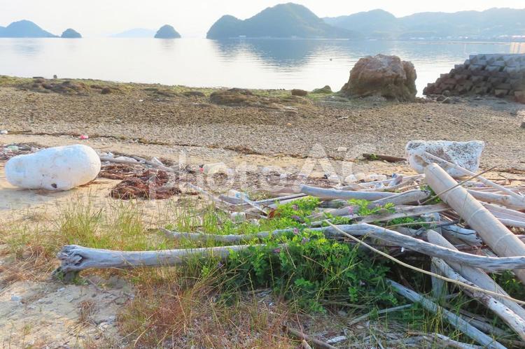 海岸に漂着した流木 海,海岸,流木の写真素材