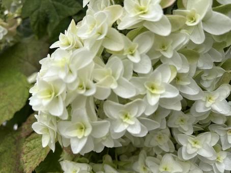 紫陽花 紫陽花 花,紫陽花,梅雨の写真素材