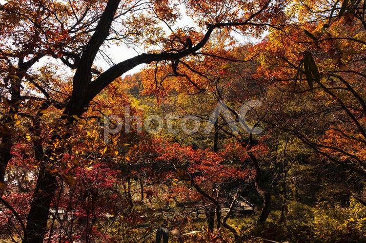 日差しで赤く輝く森の樹々 秋,もみじ,そら空の写真素材