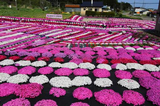 美しい森町の白とピンクの芝桜の写真