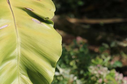 南国の植物のアップ@シンガポール 南国の植物のアップ@シンガポールの写真