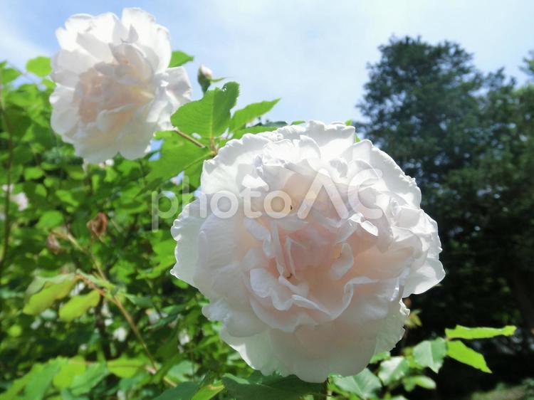 マダム　アルフレッド　キャリエール１ 薔薇,バラ,花の写真素材
