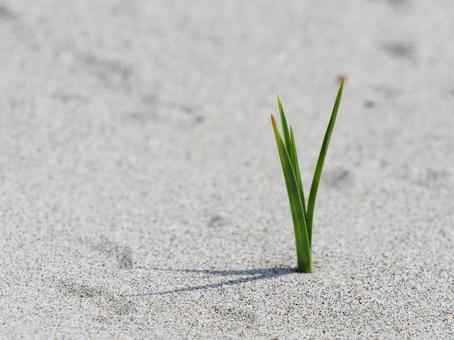 砂浜の植物（愛知県）の写真