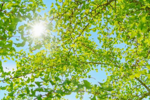 新緑と青空と光 グリーン,新緑,空の写真素材