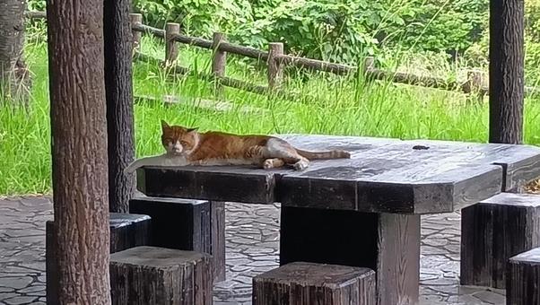 Photo, cat, cute, natural, 