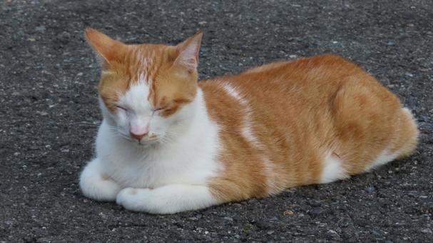 香箱座りでお昼寝中のもふもふな茶白猫 猫,茶白猫,茶白の写真素材