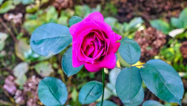 一輪のピンクの薔薇 花,植物,緑の写真素材