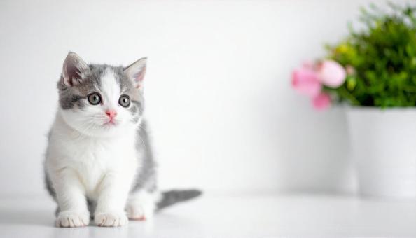 猫 子ネコ 猫 子ネコの写真