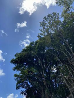 木と青空 木と青空 素材,景色,たそがれの写真素材