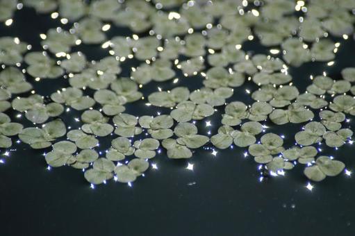 Photo, leaf, duckweed, water plants, 
