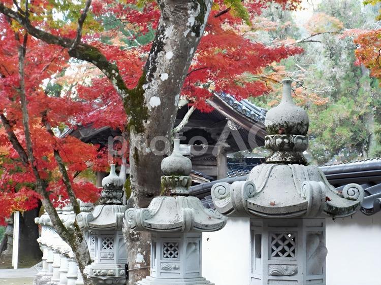 【紅葉写真】佛通寺の紅葉風景 紅葉,モミジ,もみじの写真素材