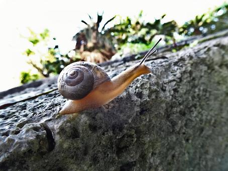 オキナワウスカワマイマイ オキナワウスカワマイマイの写真
