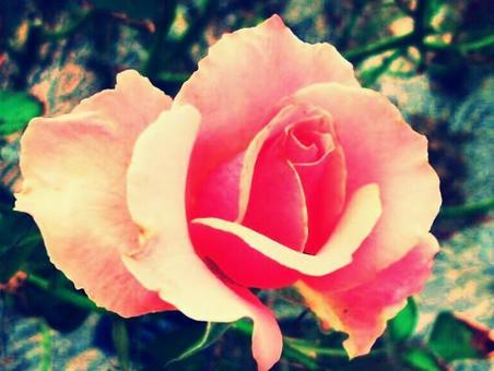 薔薇 薔薇の写真