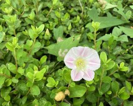 昼顔の花 昼顔の花 花,昼顔,ピンクの写真素材