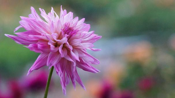 秋のダリア園-854 ダリア,ピンク,赤紫色の写真素材