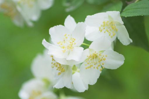 White flowers, JPG White flowers, JPG