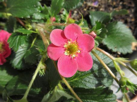 ガーデンストロベリーの花   ０３の写真