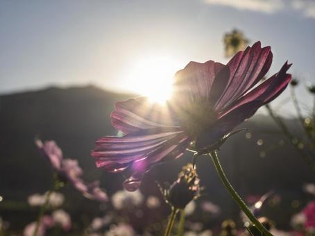 朝陽に透ける秋桜の祈り 朝陽に透ける秋桜の祈りの写真