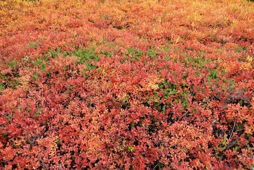 北アルプス紅葉10年ぶりの当たり年 北アルプス紅葉10年ぶりの当たり年 北アルプス,立山,大日岳の写真素材