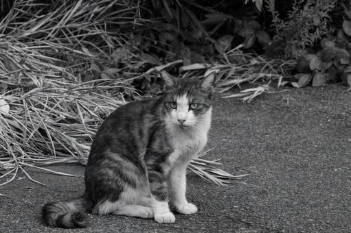ノラ猫 ノラ猫の写真