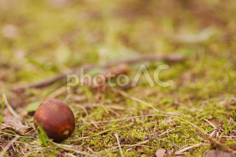 秋　どんぐり左　背景 秋,どんぐり,背景の写真素材